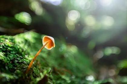 <职场加油站>初入职场,请像蘑菇一样生长! <职场加油站>初入职场,请像蘑菇一样生长!