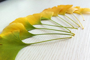 2070E2A283841F05255C222B1C738186_副本 2070E2A283841F05255C222B1C738186_副本